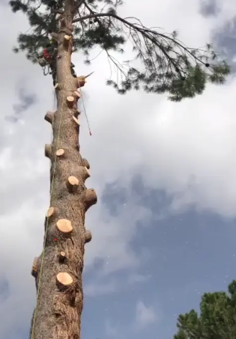 Podas de árboles en altura