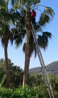 TALA Y PODA EN ALTURA